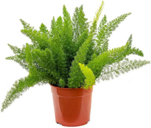 Asparagus Meyeri,Foxtail Fern 8" Pot