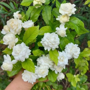 Arabian Jasmine Mogra Double Flower 6" Bag