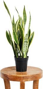 Snake Big Height Plant 10" Black Pot