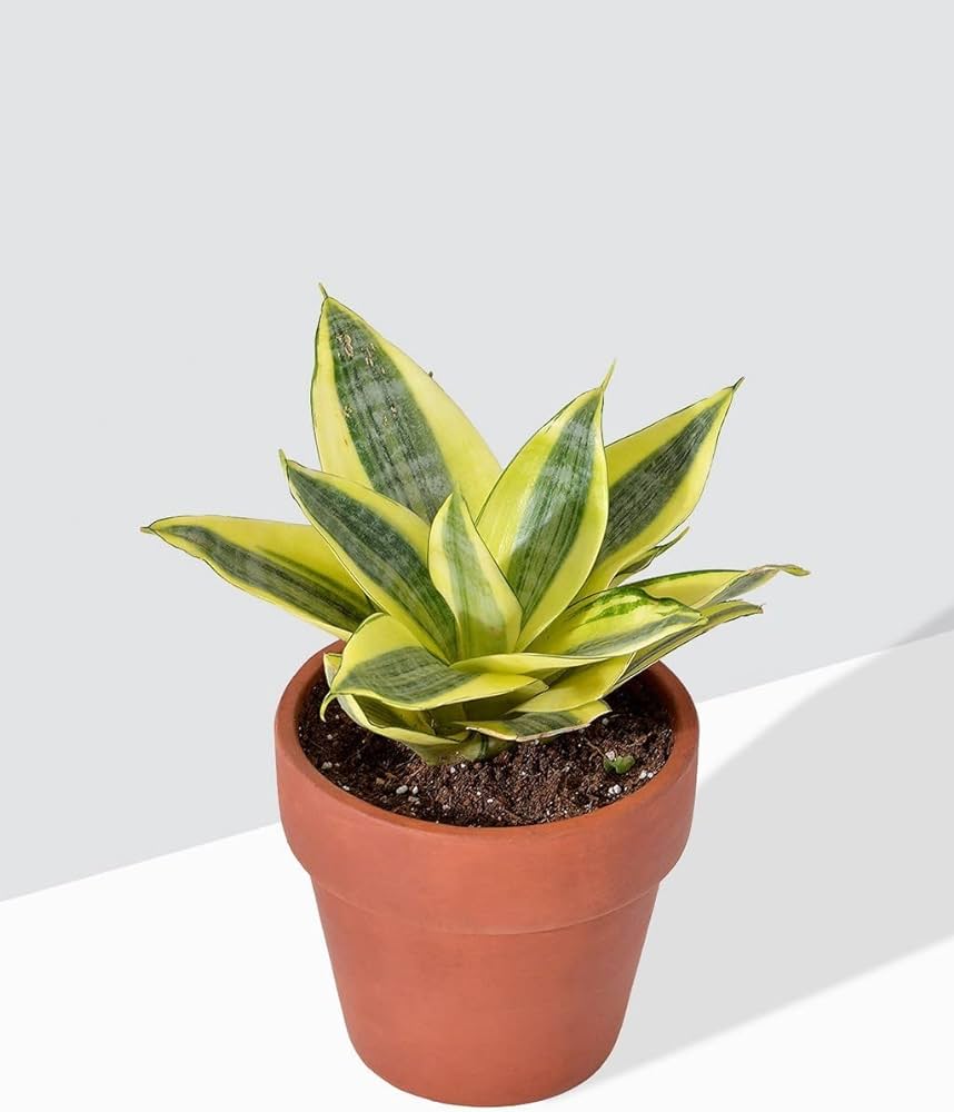 Golden hahnii Snake Plant 4" Terracotta Pot