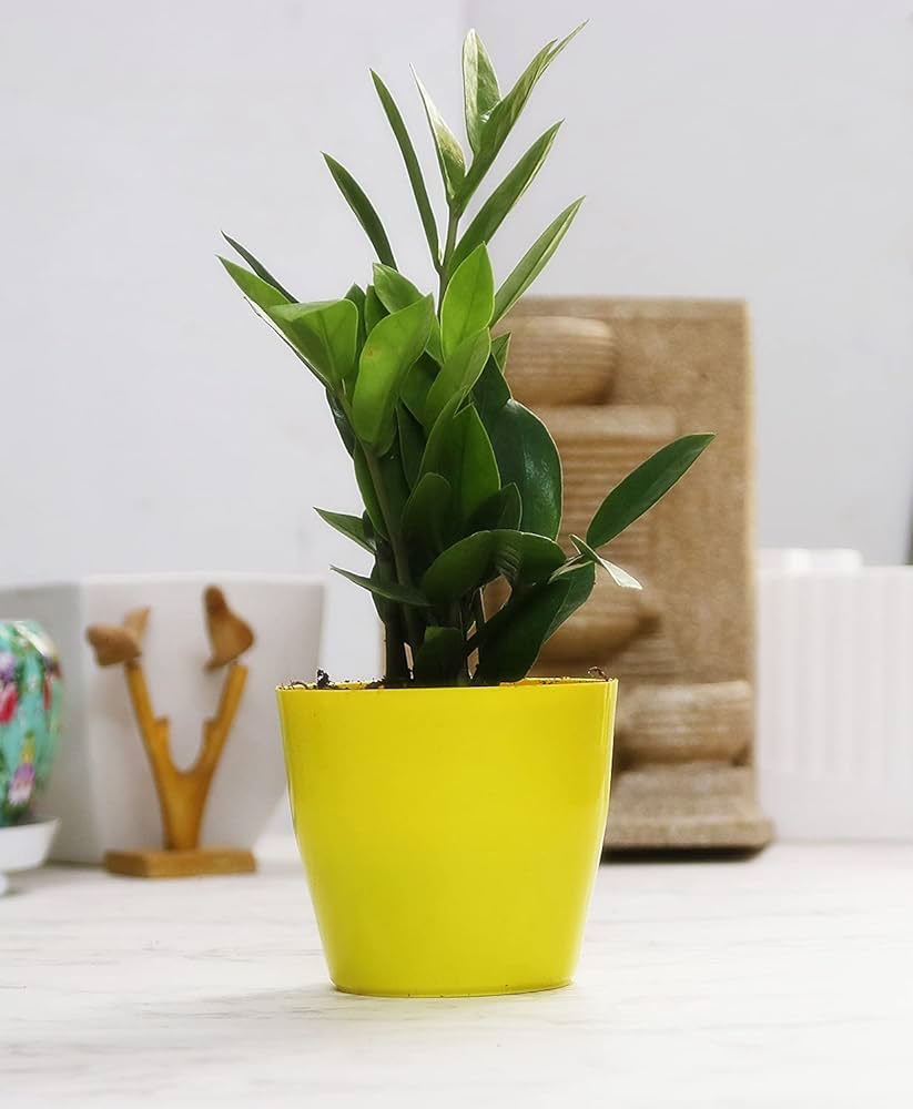 Zz/Zamia 6" Yellow Plastic Pot