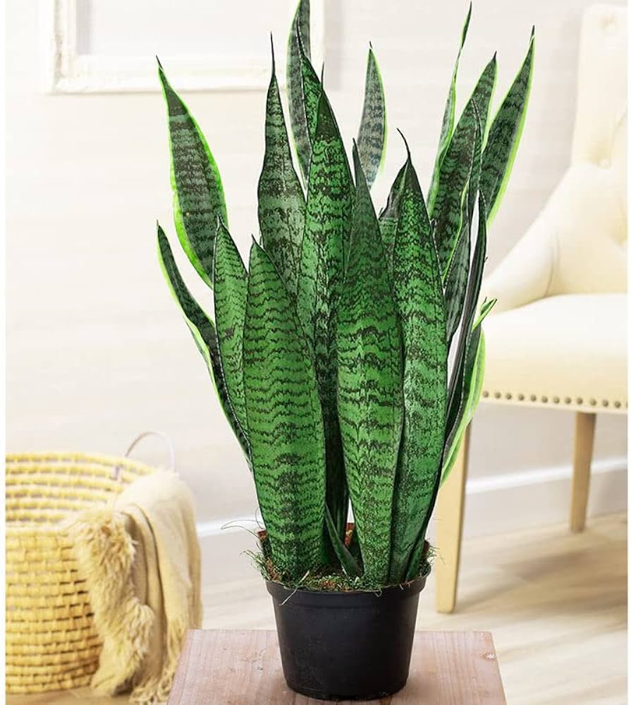 Green Snake Big Height Plant 10" Black Pot