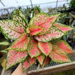 Aglaonema Red Valentine Indoor Evergreen Healthy Live plant With Black 6" Plastic Pot