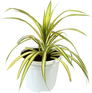 Yellow Spider Plant 6" Pot