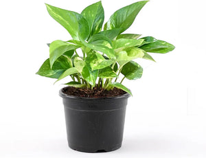 Green Money Plant 5-6" Pot