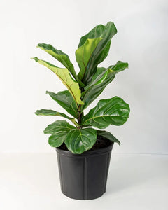 Fiddle leaf(Ficus Lyrata) Plant 12" Pot 2-3 Ft.