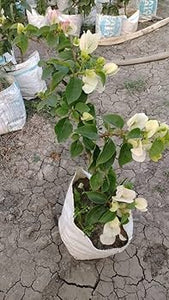 Bougainvillea White Desi 7" Bag