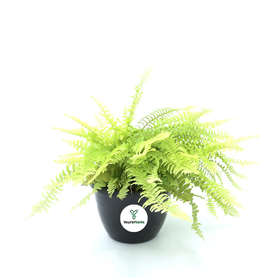 Golden Fern 8" Pot