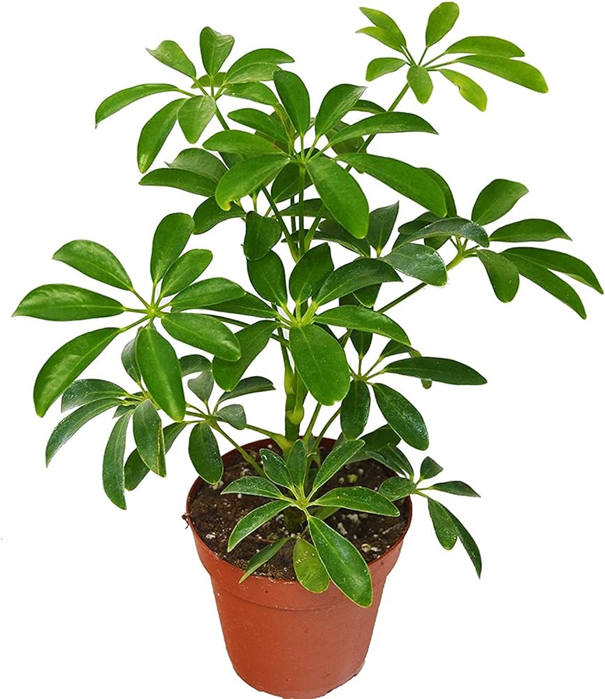 Schefflera Green 8"Black Pot