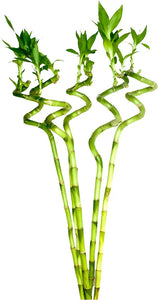 Bamboo Stick (Set Of 5) With Glass 90-100 CM