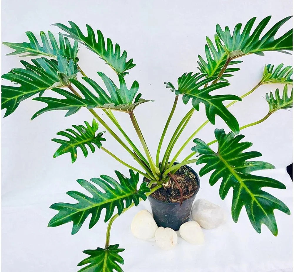 Tree Philodendron Xanadu 10" Pot