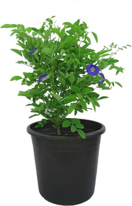 Aparajita Double Petal Blue Color 6" Pot