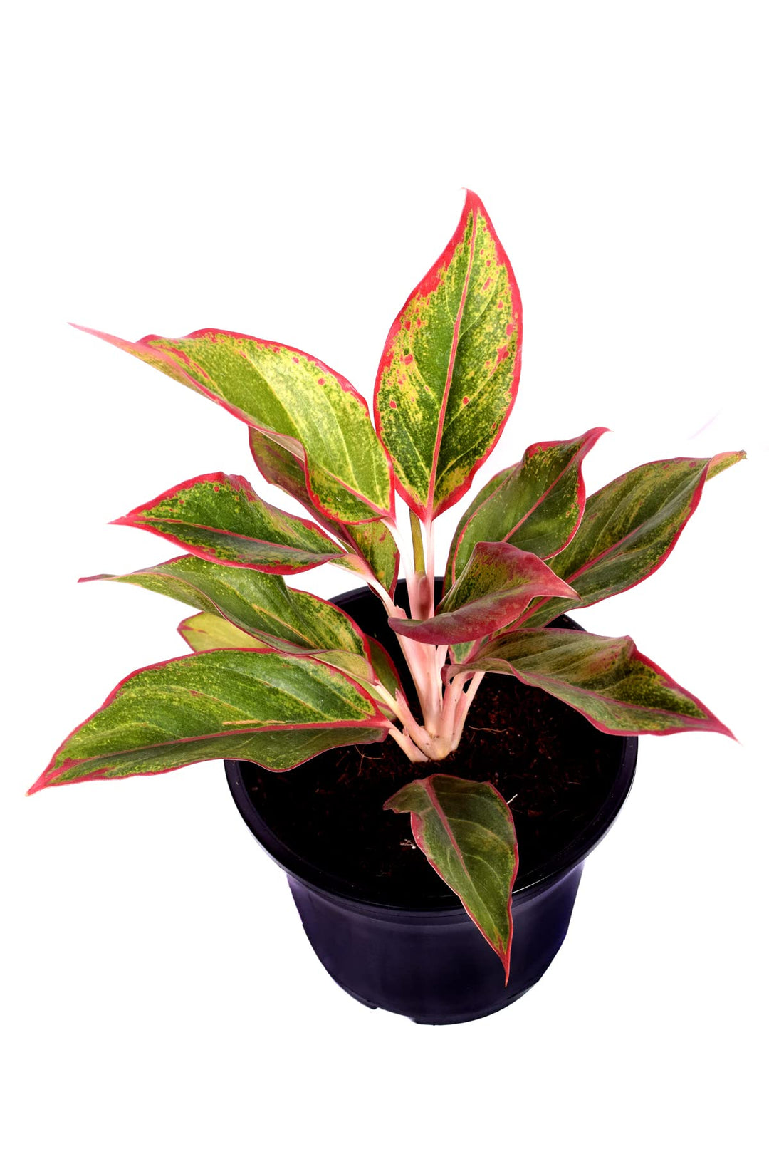 Aglaonema Lipstick 6" Pot