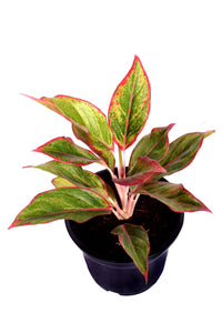 Aglaonema Lipstick 6" Pot