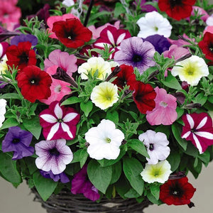 Petunia Any Color 4" Bag