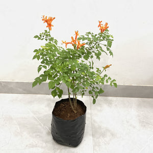 Tecomaria Capensis 6"Bag