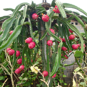 Dragon Fruit Plant 7" Bag