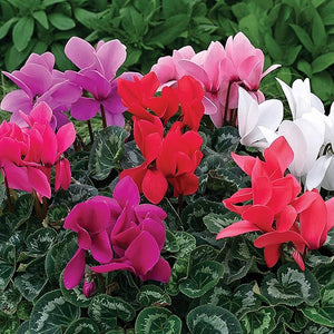 Cyclamen Plant 6" Pot Any Color