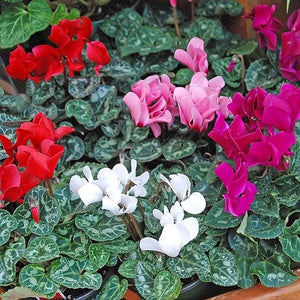 Cyclamen Plant 6" Pot Any Color