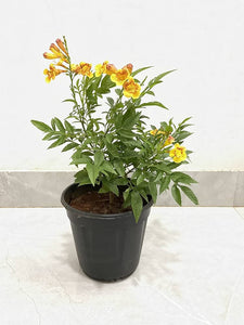 Tecoma Stans Orange-6"Pot/Bag