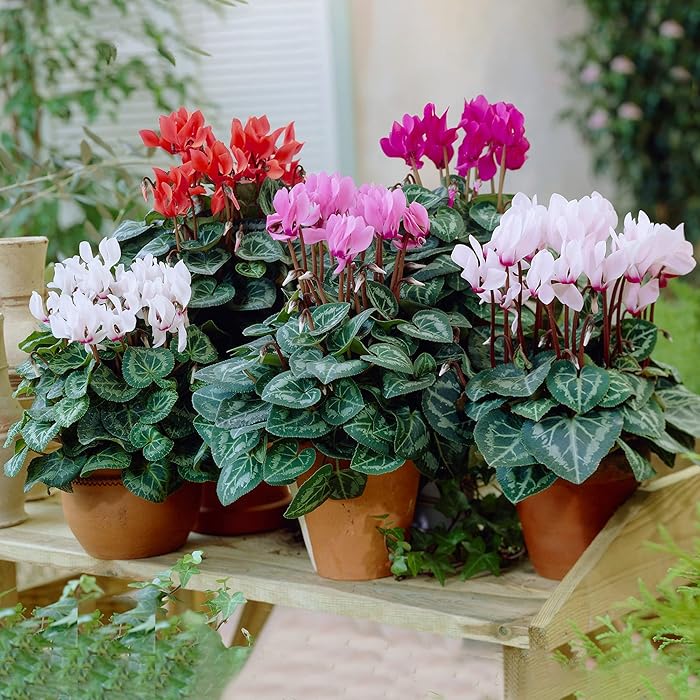 Cyclamen Plant 6" Pot Any Color