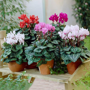 Cyclamen Plant 6" Pot Any Color