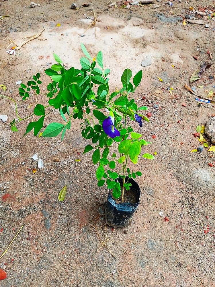 Aparajita Plant Purple 7" Bag