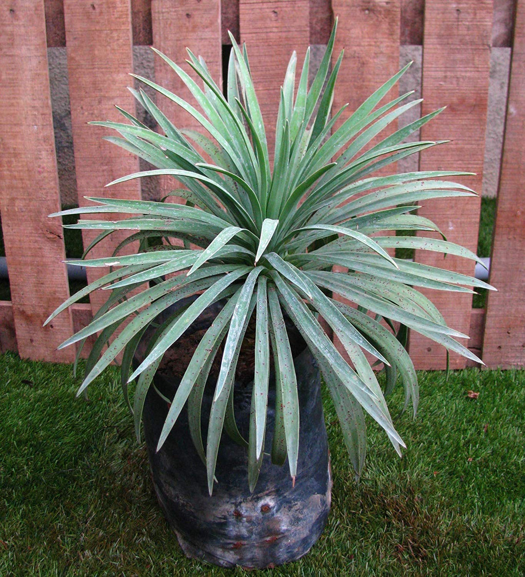 Yucca Silver Plant 8" Black Pot