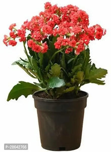 Hybrid kalanchoe Double Flower Plant 6" Pot Any Color