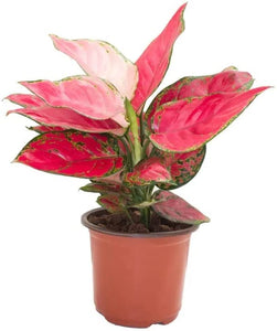 Aglaonema Pink 6" Pot