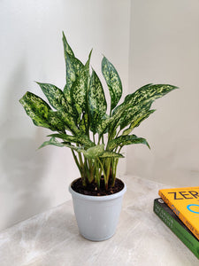 Aglaonema Snow White 6" Pot