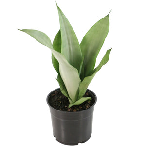 Moon Shine Snake Plant 4" Nursery Pot