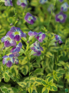 Asystasia Gangetica Variegated Chinese Violet 6" Bag