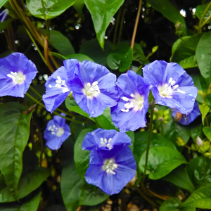 Blue Cluster Vine (Jacquemontia pentanthos) Flowering Live Plant 8" Pot