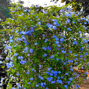 Blue Cluster Vine (Jacquemontia pentanthos) Flowering Live Plant 8" Pot