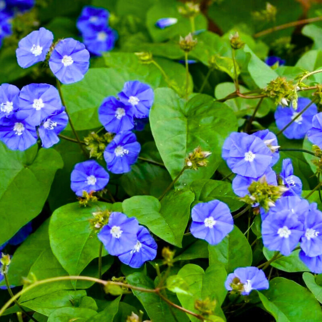 Blue Cluster Vine (Jacquemontia pentanthos) Flowering Live Plant 8" Pot