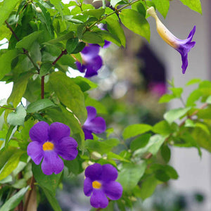 Thunbergia Electa 7" Bag/Pot