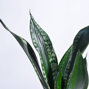 Sansevieria Whitney - Snake Plant