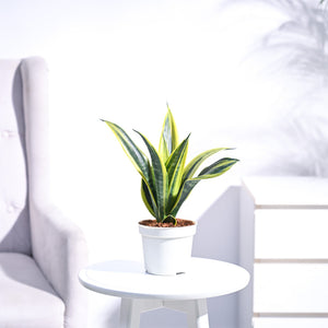 Sansevieria Gold Flame Snake Plant 6" Pot