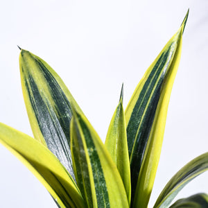 Sansevieria Gold Flame Snake Plant 6" Pot