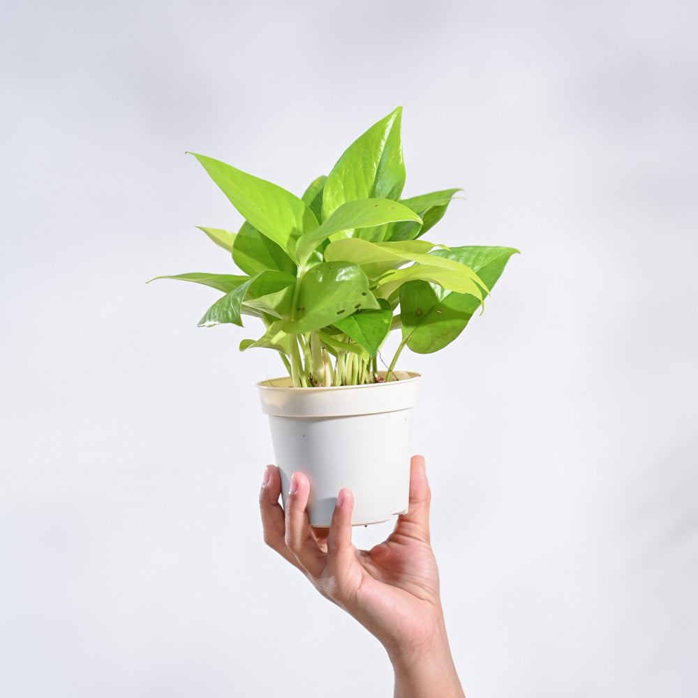 Golden (Neon Pothos) Money Plant 4-5" White Pot