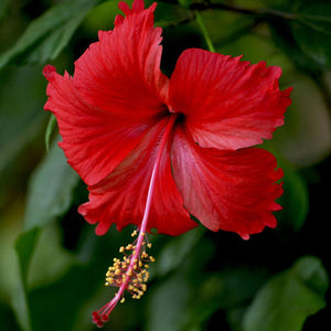 Hibiscus Red Desi 7" Bag