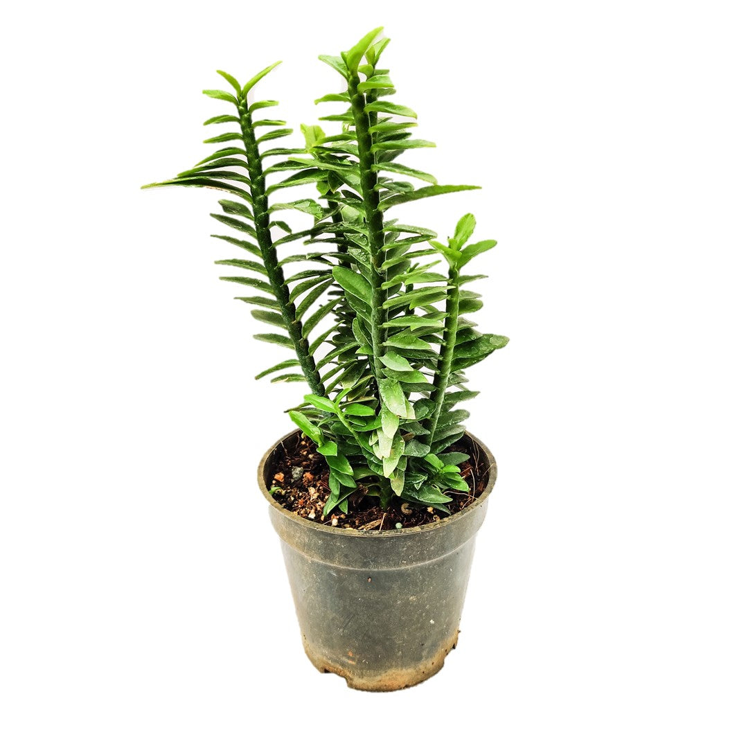 ZigZag plant, Euphorbia tithymaloides, Devil’s Backbone (Green) 6" Pot