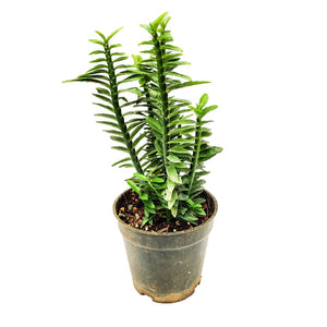 ZigZag plant, Euphorbia tithymaloides, Devil’s Backbone (Green) 6" Pot