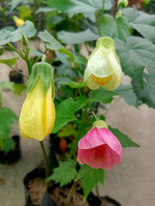 Lantern Hibiscus 8"Black Pot (Each Color)