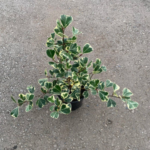 Ficus Triangularis Variegata 8" Pot/Bag