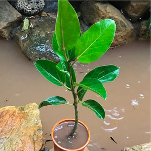 Banyan/Bargad/Vad 7" Bag Plant