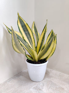 Sansevieria (Snake Plant) Trifasciata Ghost Plant 6" White Pot