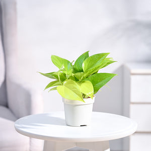 Golden (Neon Pothos) Money Plant 5-6" White Pot