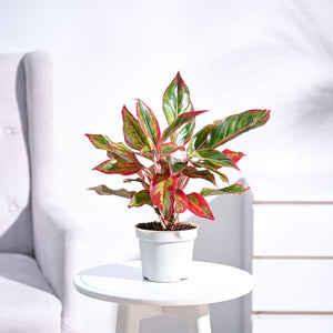 Aglaonema Lipstick 6" White Pot